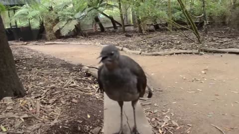 Lyrebird