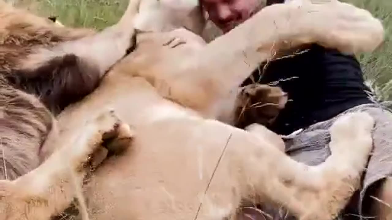 Lion lover