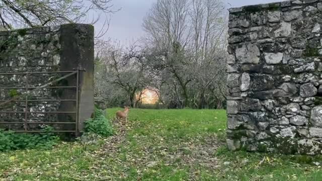 Dogs & cat Ovenmitt all hunt together for a small mammal under a stump