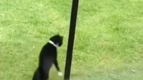 Cats Kung fu