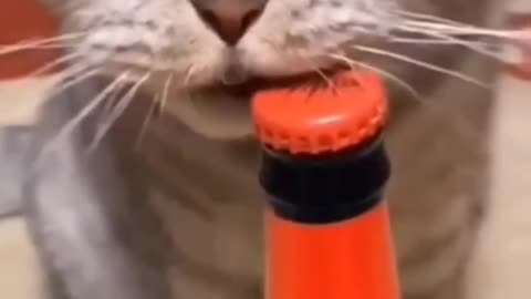 Intelligent cat 🐱🐱🐱🐱