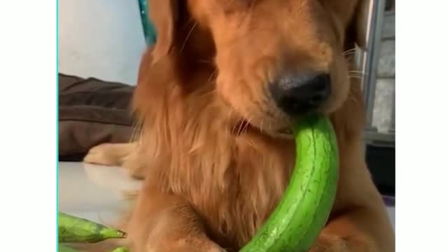 Golden Retriever Dogs Absolutely Love to Eat Veggies