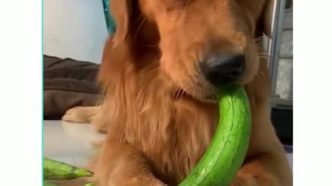 Golden Retriever Dogs Absolutely Love to Eat Veggies