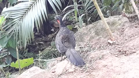 Flagra Incrível: Jacu Perto da Pedra!