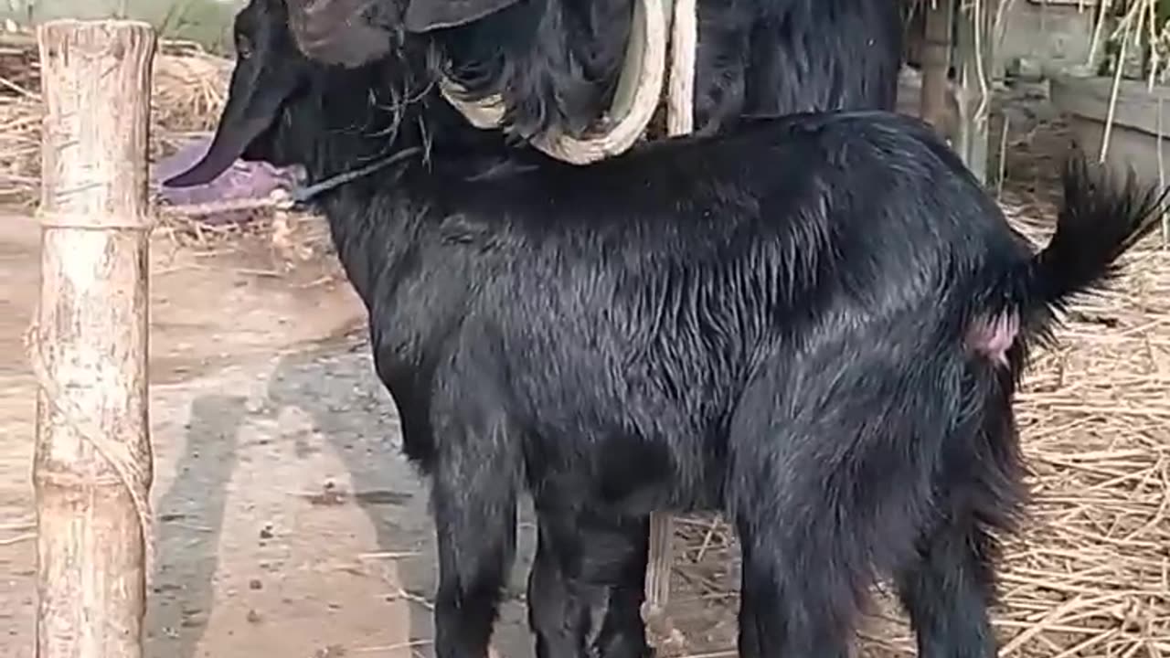 Beautiful Goats having Fun