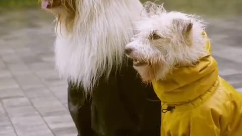 cute dogs