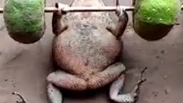 Frog Hard Gym