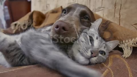 Cat and dog together sleeping 😴 most likely