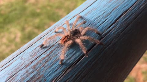 Big crab walking on wood but looking very dangerous and scary