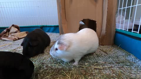 Guinea pigs help with cage cleaning