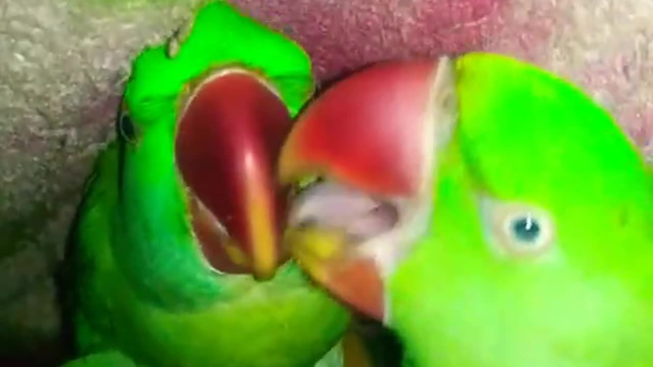 Parrots Love Kissing