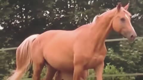 When This Woman Saw What Her Horse Gave Birth To, She Couldn't Stop Screaming!