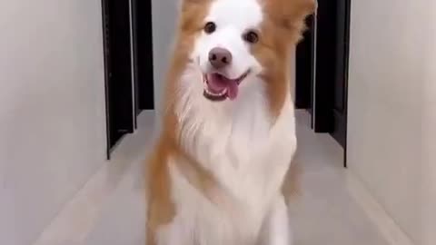 Cute Dog Best Funny Clip