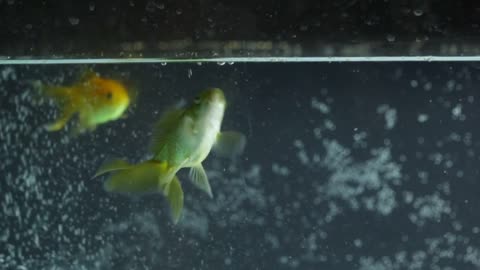 Goldfish Swimming, Eating. Panorama