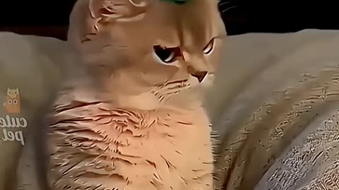Funny animals 🤣🤣