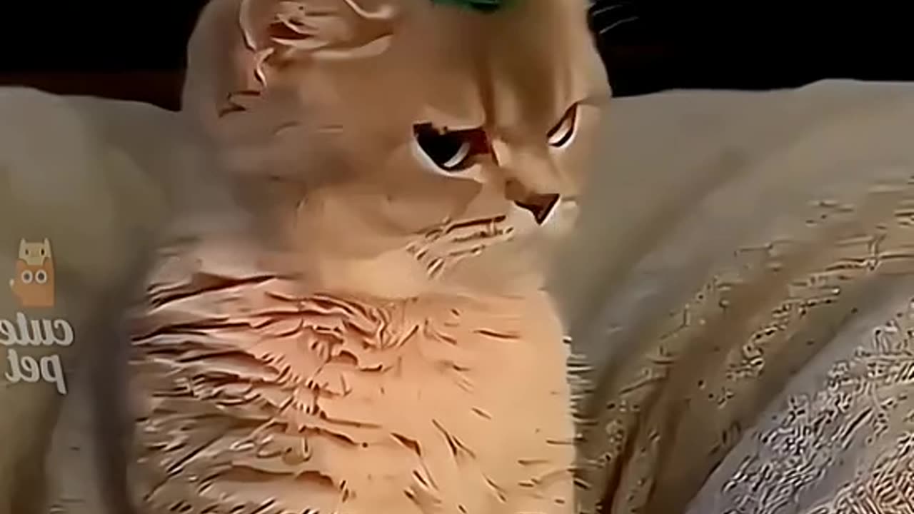 Funny animals 🤣🤣