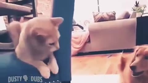 Funny cat video