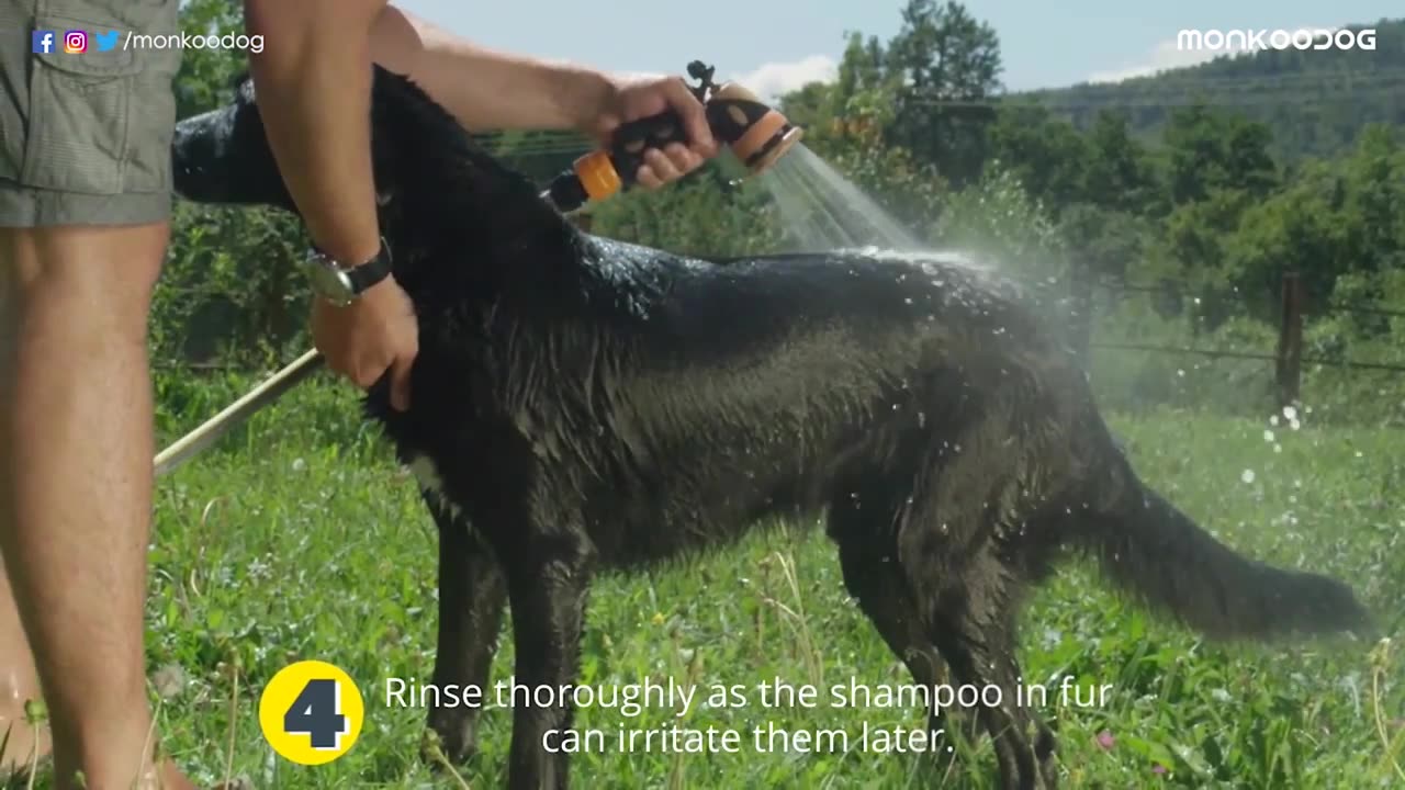 Best way to Bath your dog