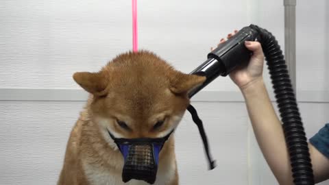 Crazy Shiba Inu won battle against groome