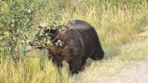 Grizzly Bear 399 looking happy and healthy in the fall of '22 after releasing her four cubs in May.