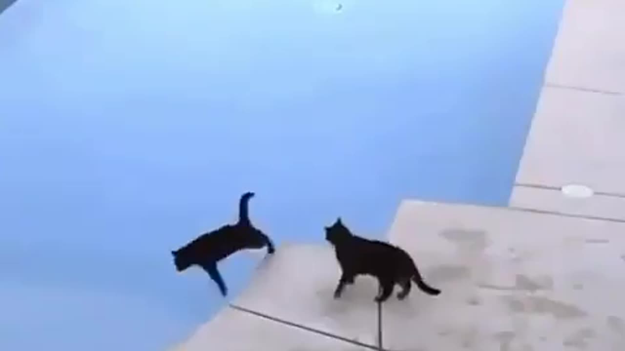 Theres NO WAY The Cat Just Did That 🤣😂