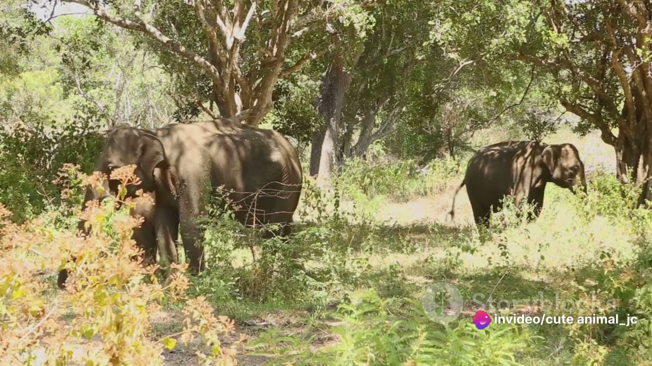 Gentle Giants: Elephants in Thailand