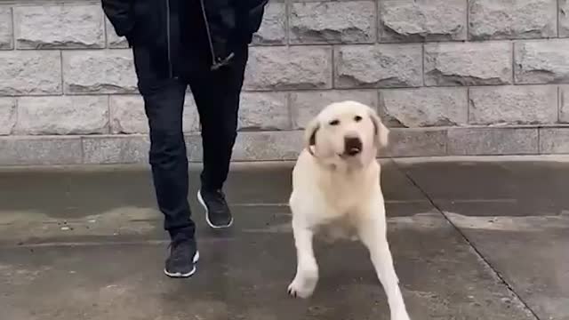 Dancing Dog