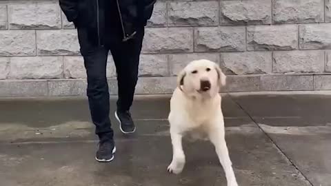 Dancing Dog