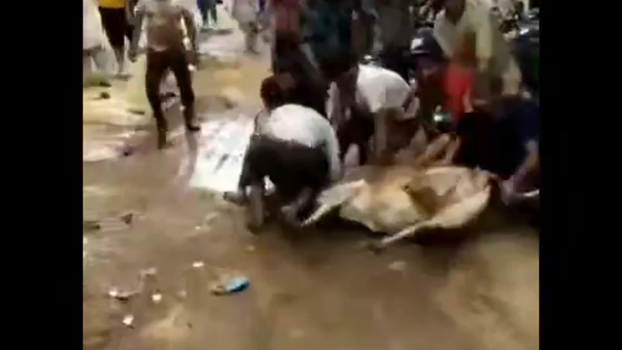 Cow qurbani