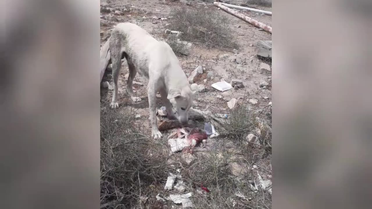 Hungry dog ​​,funnyanimalsvideos