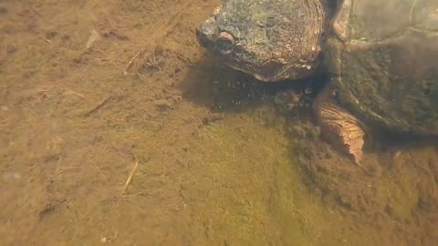 Snapping Turtle