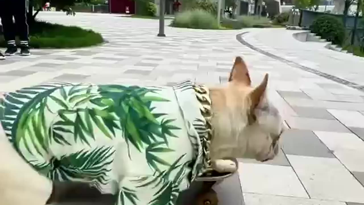 Cool dog😎！Bulldog play skateboard will actually go down the stairs😎 #dog #bulldog #frenchbulldog