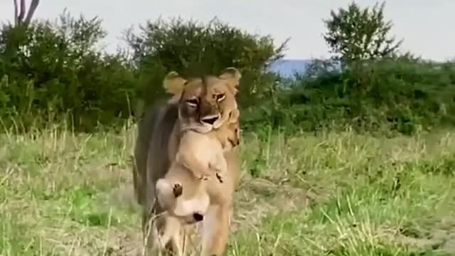 Lion cubs,