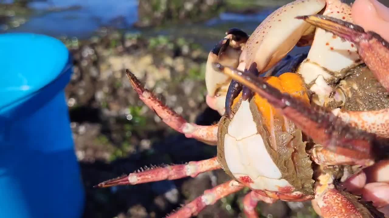 Lots of crabs and octopus on low tide days.🦀🐙🦀