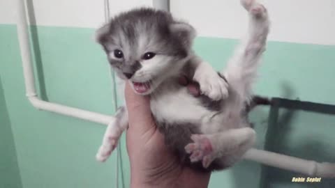 Baby kittens with mother cat inside building