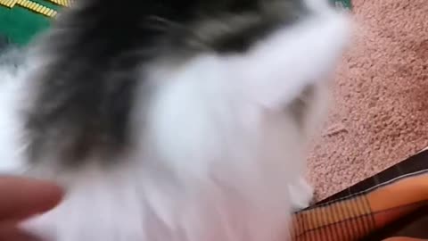 Cat animal