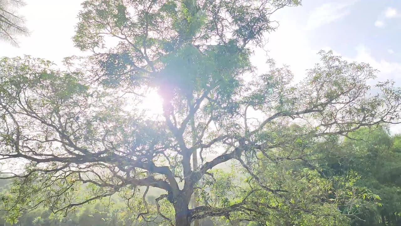 No Copyright Free Download Nature Royalty-free