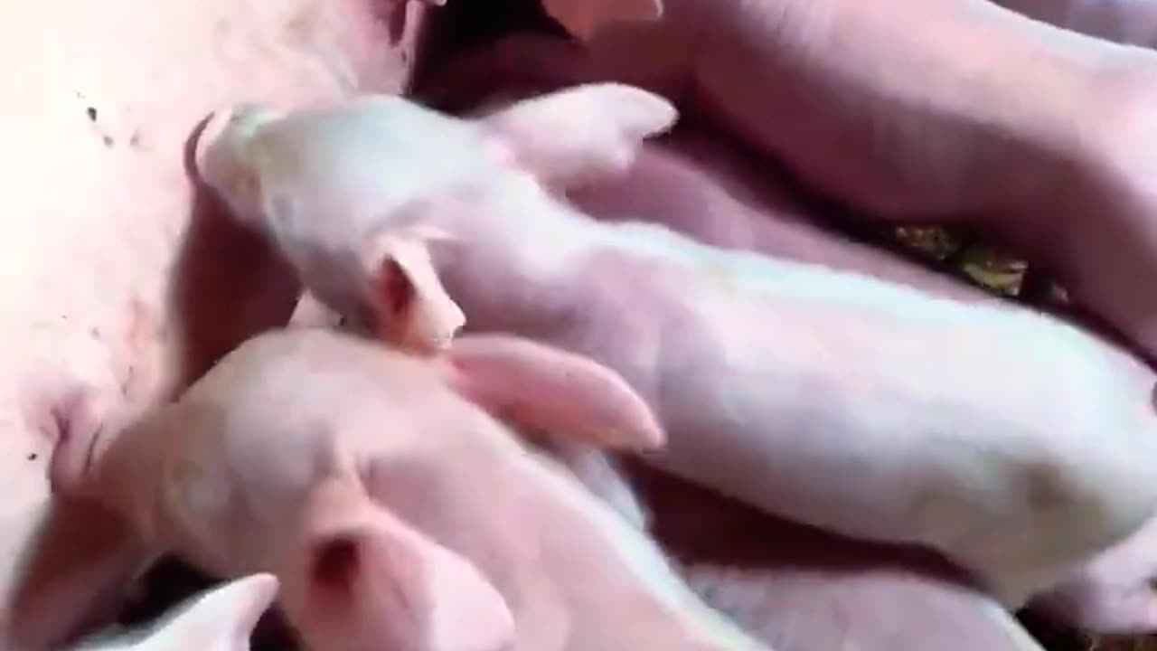 #pig #cute #animals #youtube #trending #shortsviral #shorts #shortsfeed #4k #minecraft #best