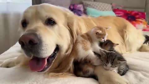 Cute Tiny Kittens and Golden Retriever