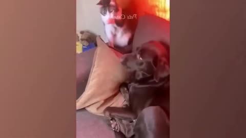 Funniest Cats and Dogs Funny Animals 2023