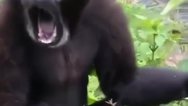 I have never heard such voice of monkey