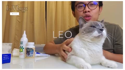 Basic Daily Cat Grooming for Leo The Snowshoe Cat (Part One)