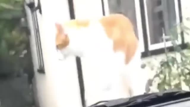 best funny animals video