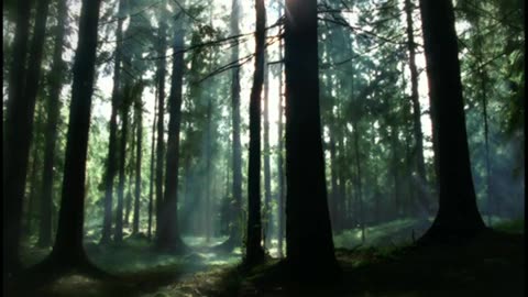 2005 Nature Forest v2 SV