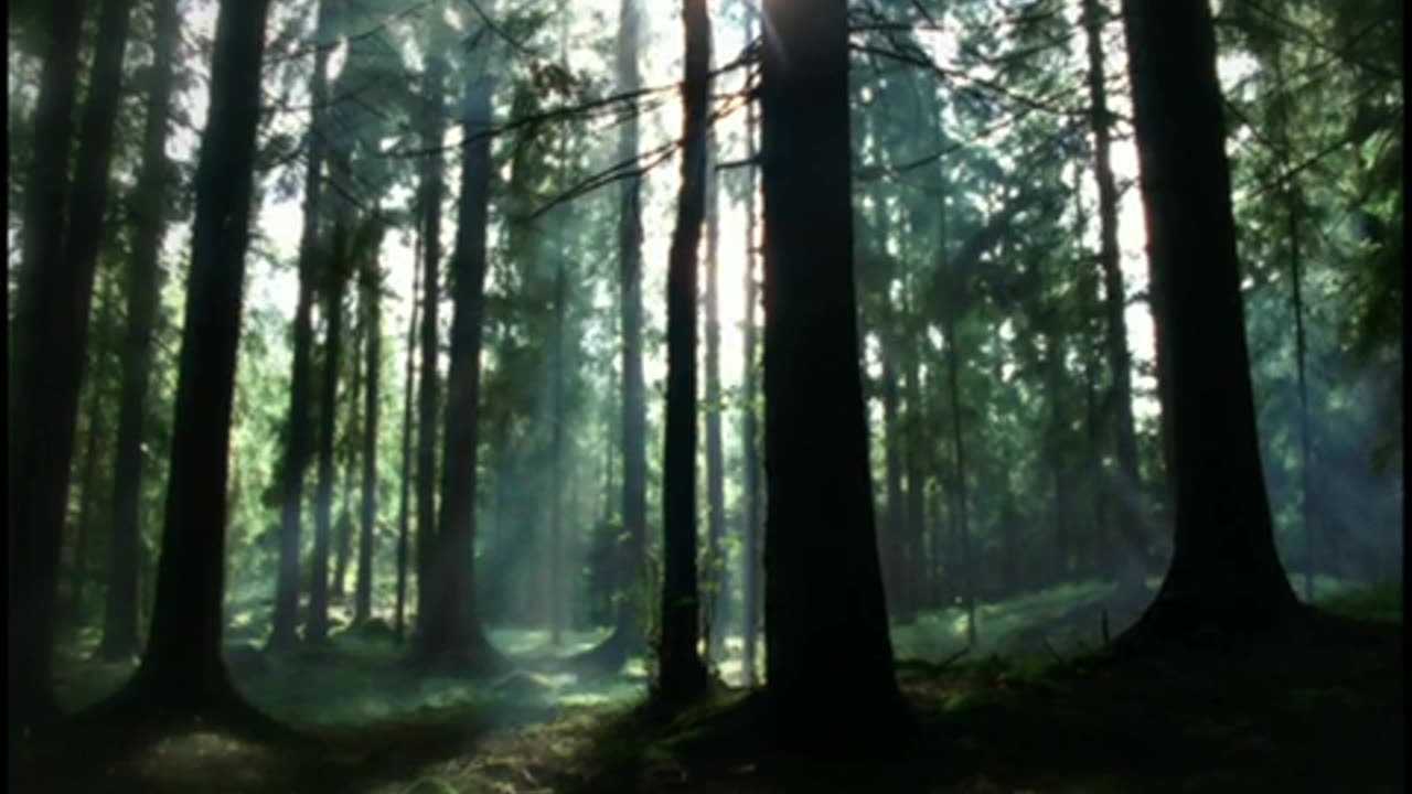 2005 Nature Forest v2 SV