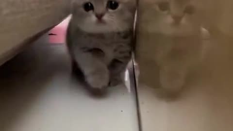 Adorable Kitten's Daily Adventures