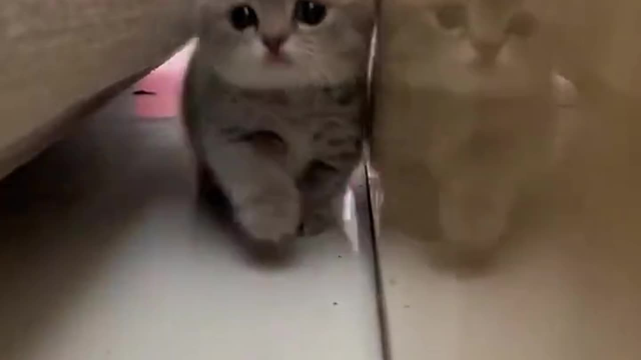 Adorable Kitten's Daily Adventures