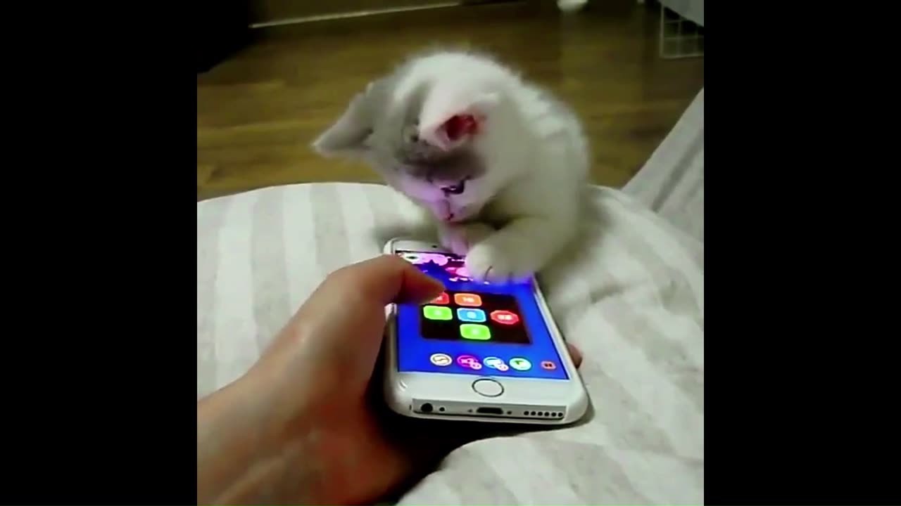 FUNNY CATS VIDEO FUNNY ANIMALS 2