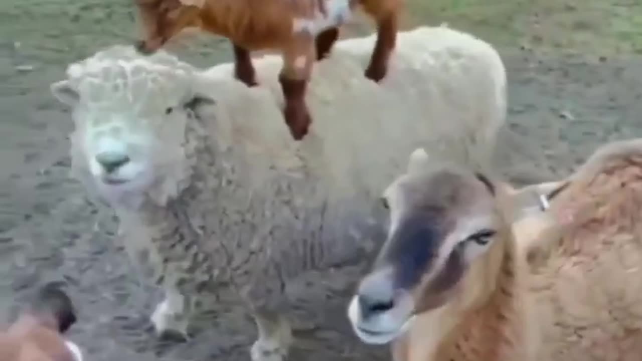 Most Funny and Cute Baby Goat Videos Compilation