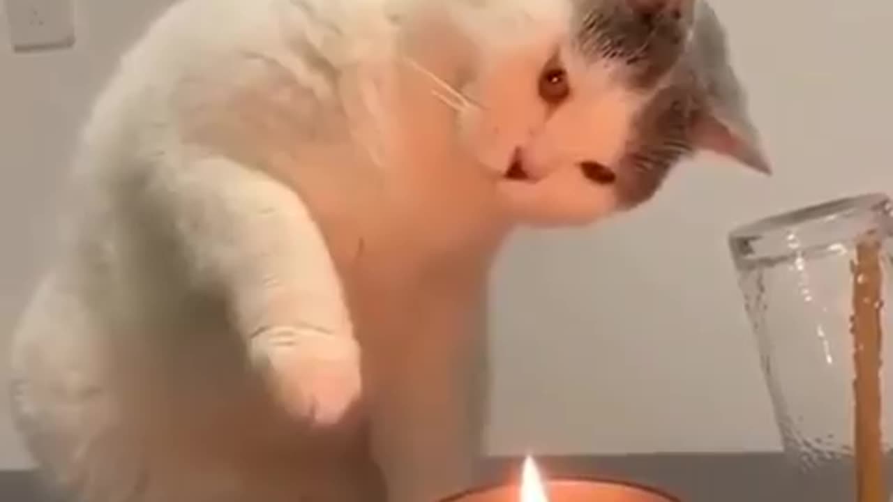 Cat playing with candle flame